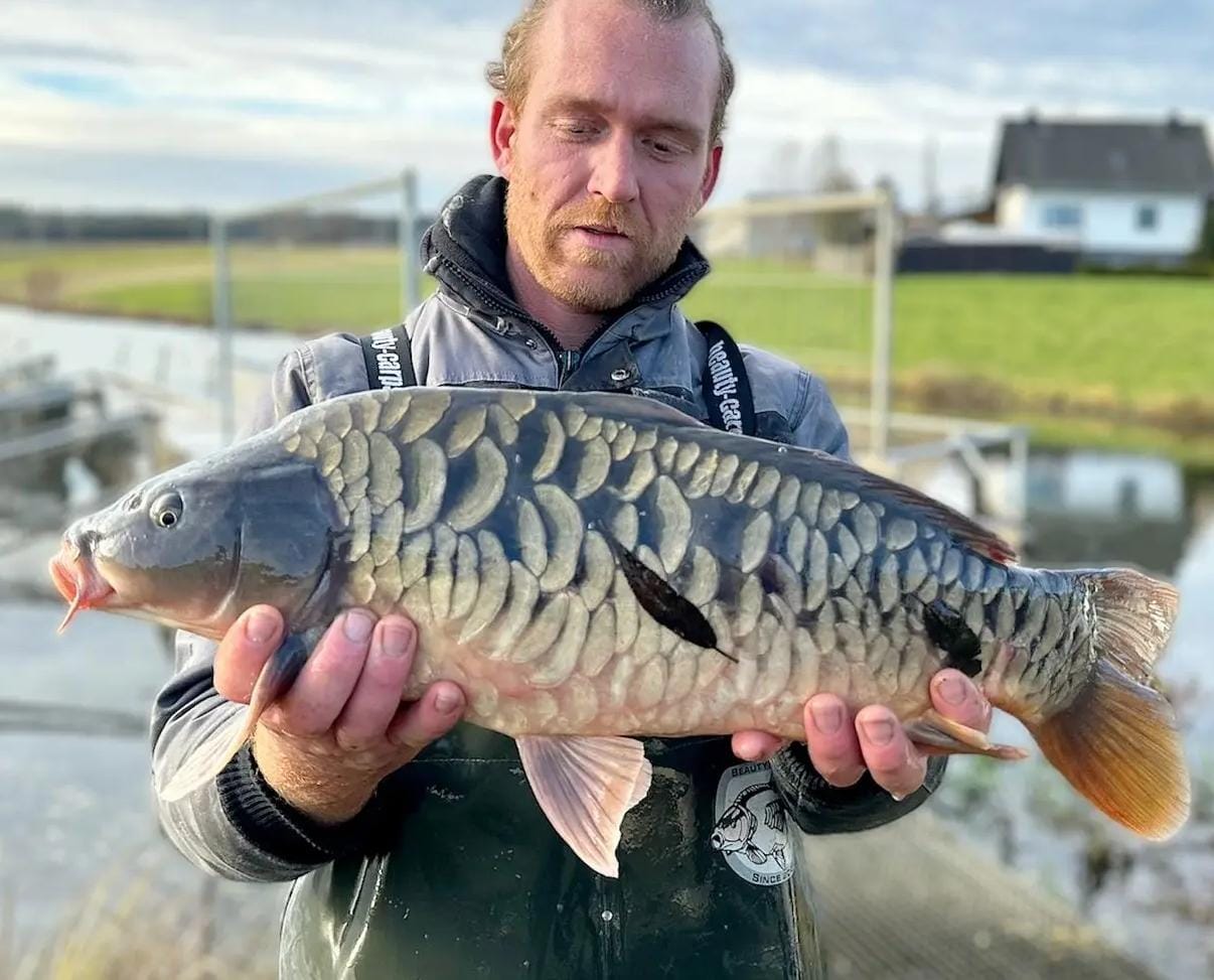 Christian Steinbuch präsentiert einen Karpfen vor dem Versand