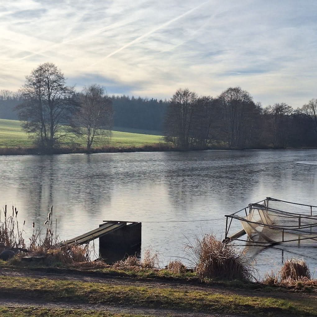 Morgendliche Stimmung am Teich